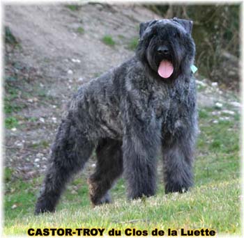 bouvier des flandres du clos de la luette - copyright déposé